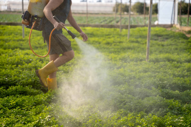 Best Insect Control  in Barton, NM