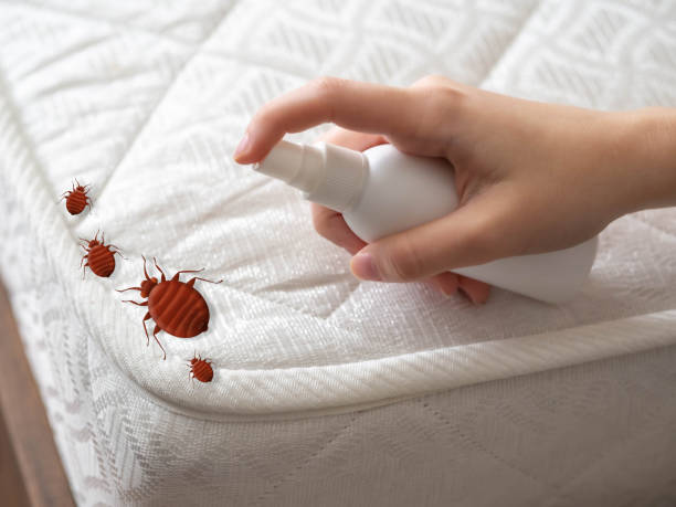 Flea Control Services in Barton, NM